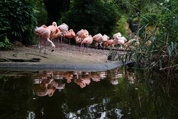 Flock Pink Flamingos Water Park —  Fotos de Stock