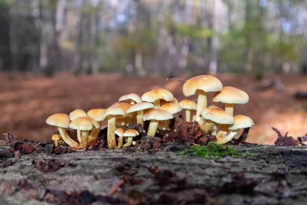 Paddenstoelen Een Houten Ondergrond — Stockfoto