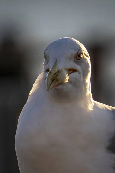 Seagull Holding Piece Bread Its Beak — Stockfoto