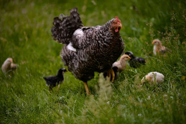 Ein Huhn Mit Küken Auf Einem Bauernhof — Stockfoto