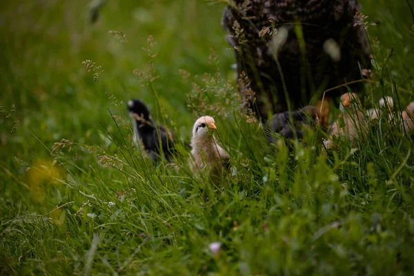 Selective Focus Shot Chicks Farm — 스톡 사진