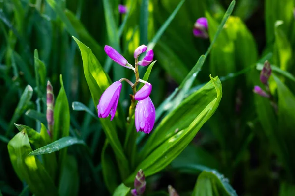 Closeup Shot Pink Ground Orchid Garden — Photo