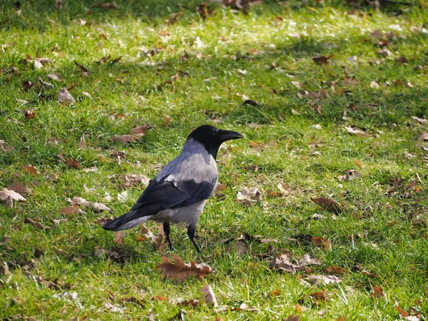 一只乌鸦在草地上的特写镜头 — 图库照片