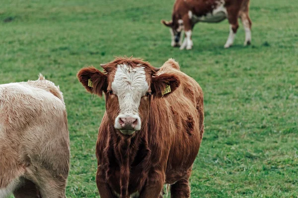 Brown Cows Feeding Grass Green Field — Stock Photo, Image