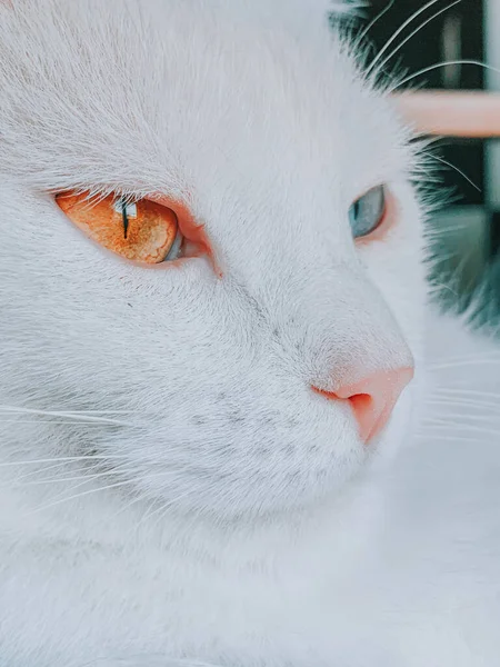 Detailní Záběr Bílé Kočky Oranžovými Modrými Ayes — Stock fotografie