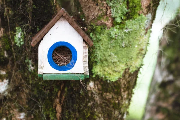 Close Shot Birdhouse Attached Mossy Tree Trunk Forest Sunny Day — Fotografia de Stock