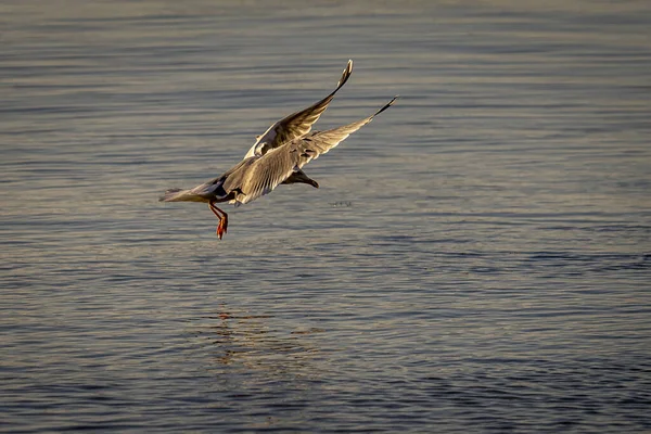 Stor Mås Flyger Över Havet Jakt Efter Mat — Stockfoto