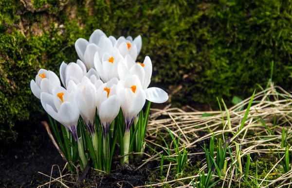 Beautiful White Crocuses Blooming Local Park Early Spring — Zdjęcie stockowe