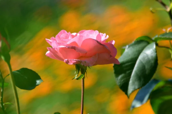 Ένα Ροζ Ουγγρικό Τριαντάφυλλο Στο Θολό Πολύχρωμο Φόντο — Φωτογραφία Αρχείου