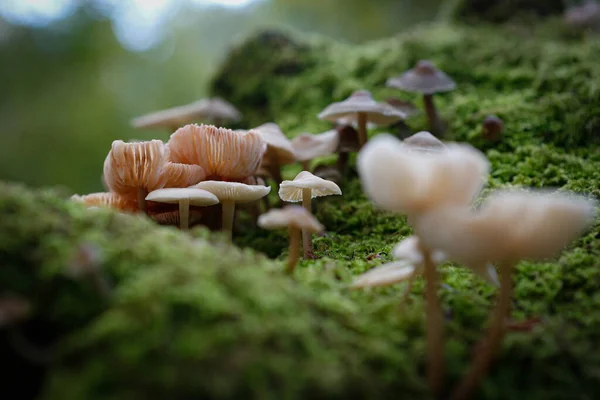Mushrooms Growing Forest — Stock Photo, Image