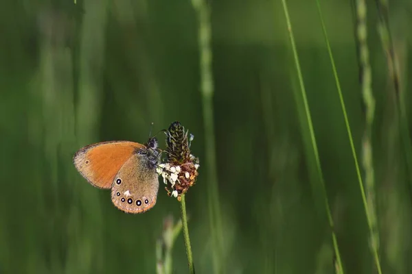 Insekt Schmetterling Aus Nächster Nähe — Stockfoto
