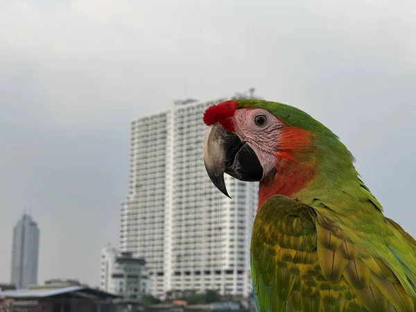 Closeup Shot Macaw Bird Outdoors — Photo