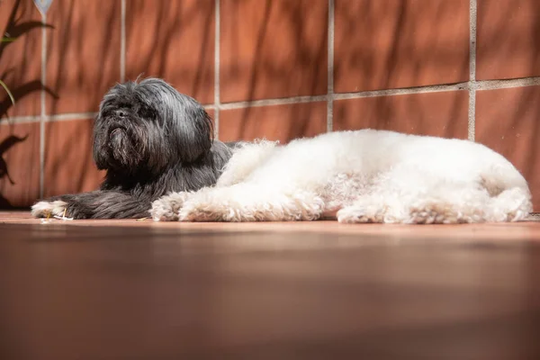 Black Shih Tzu Dog White Poodle Lying Brown Surface — Foto de Stock