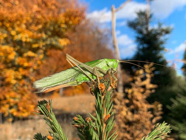 Closeup Shot Huge Green Grasshopper — Photo