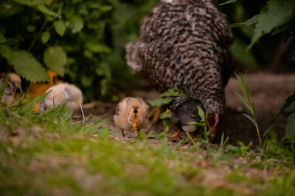 Ein Huhn Mit Küken Auf Einem Bauernhof — Stockfoto