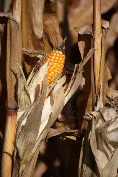 Ripe Corn Cob Farm Field — Stockfoto