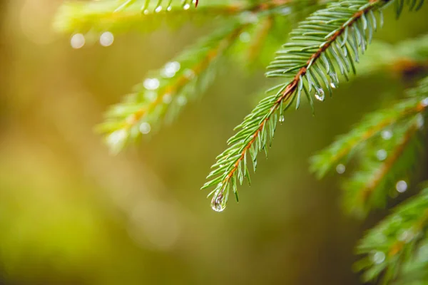 Gros Plan Gouttelettes Eau Sur Les Branches Sapin — Photo