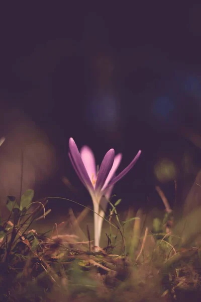 Frumos Floare Crocus Violet Pădure — Fotografie, imagine de stoc