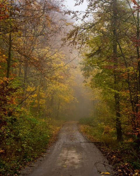 A gravel road through a forest on a foggy autumn d