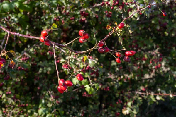 Gros Plan Cynorrhodon Sur Arbre — Photo