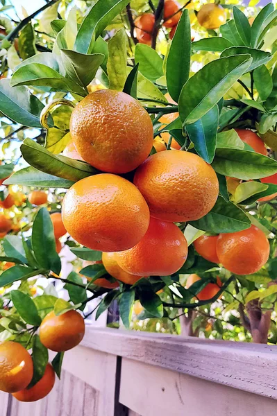 Closeup Shot Fresh Juicy Backyard Oranges California — ストック写真