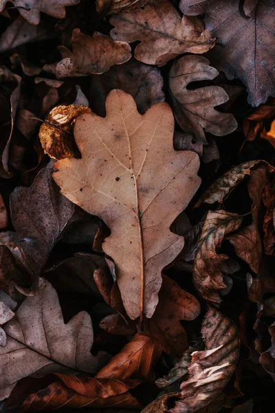 Closeup Shot Dried Leaves Autumn — Stock Photo, Image