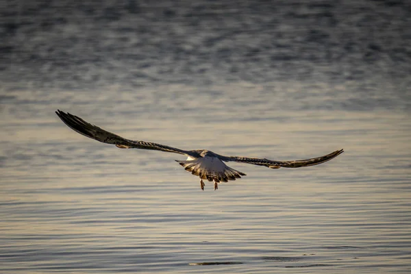Una Gran Gaviota Volando Sobre Mar Busca Comida — Foto de Stock