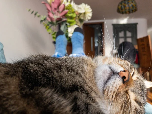 Närbild Söt Fluffig Katt Som Sover Inomhus — Stockfoto