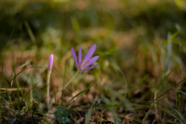 Krásné Fialové Květy Lese — Stock fotografie