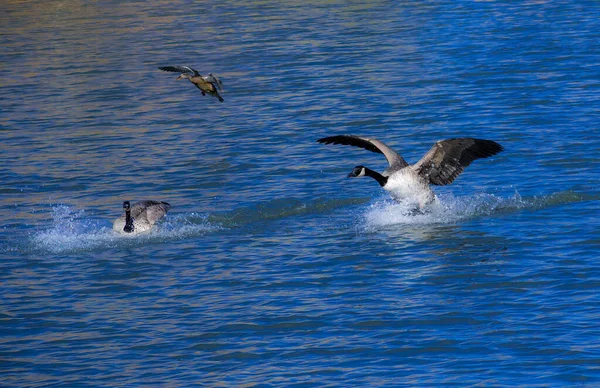 Closeup Geese Catching Fish Lake Sunlight Colorado — Stok fotoğraf