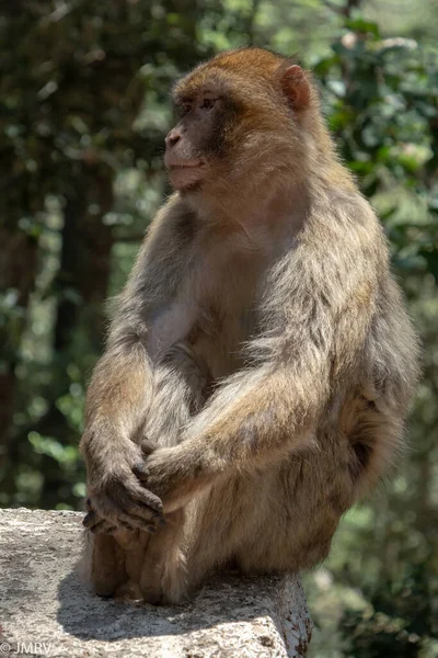 Vertical Shot Arunachal Macaque Nature — Stockfoto
