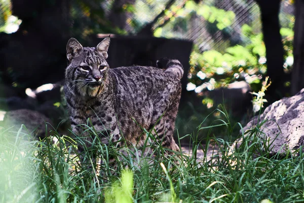 Closeup Shot Iberian Lynx Lynx Pardinus Zoo — Fotografia de Stock