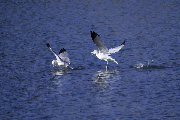 Closeup Seagulls Catching Fish Lake Sunlight Colorado — Foto de Stock