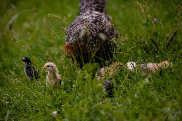 Poulet Avec Des Poussins Dans Une Ferme — Photo