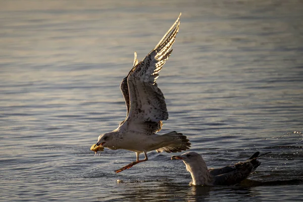 Büyük Martılar Yiyecek Aramak Için Denizin Üzerinde Uçuyorlar — Stok fotoğraf