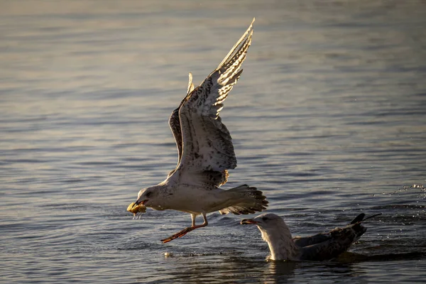 Grandes Gaviotas Volando Sobre Mar Busca Comida — Foto de Stock