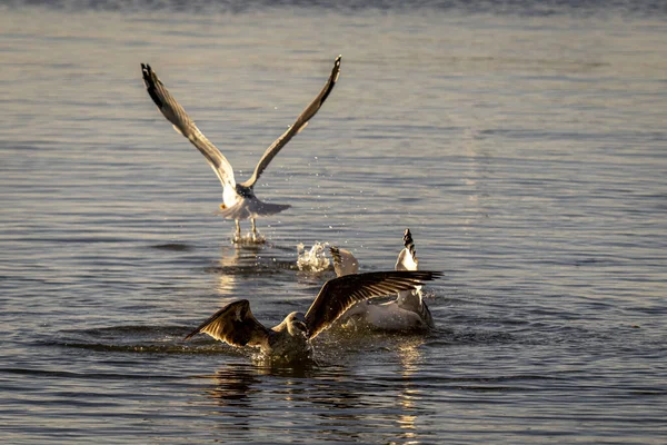 Büyük Martılar Yiyecek Aramak Için Denizin Üzerinde Uçuyorlar — Stok fotoğraf