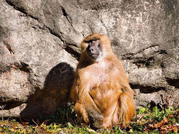 Guinea Baboon Papio Papio Monkey Kansas City Zoo Missouri Usa — Stock Photo, Image