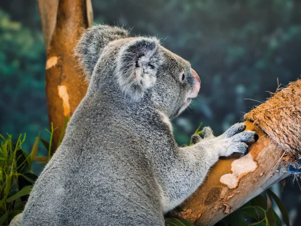 Close Koala Brunch Zoológico Kansas City Missouri Eua — Fotografia de Stock