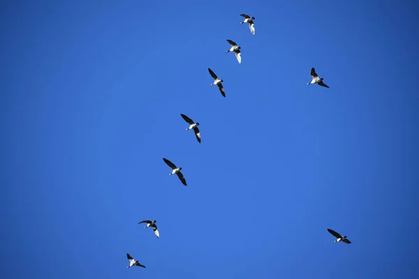 Low Angle Shot Bunch Birds Clear Skies — Zdjęcie stockowe