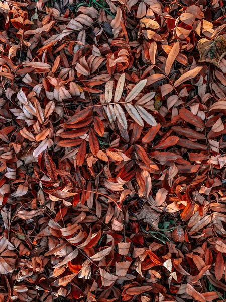 Výběrový Snímek Podzimního Listí Mokrém Asfaltu — Stock fotografie