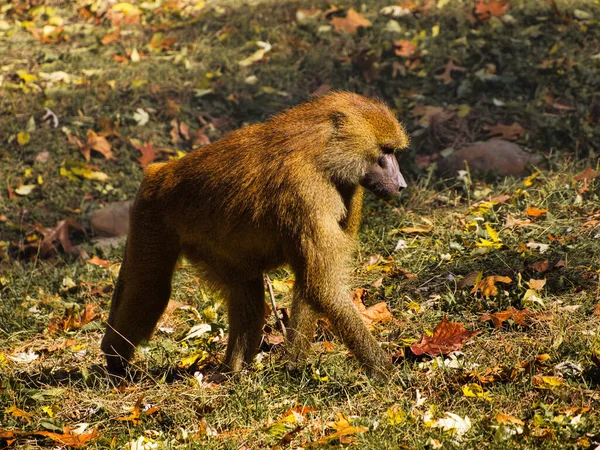 Guinea Baboon Papio Papio Monkey Autumn Leaves Kansas City Zoo — Stockfoto