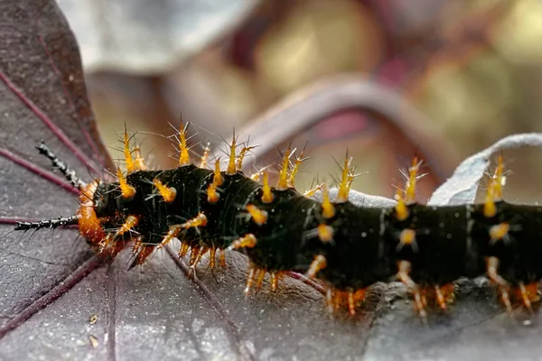 Close Beautiful Caterpillar Sits Branch Plant Flower — Stock Photo, Image