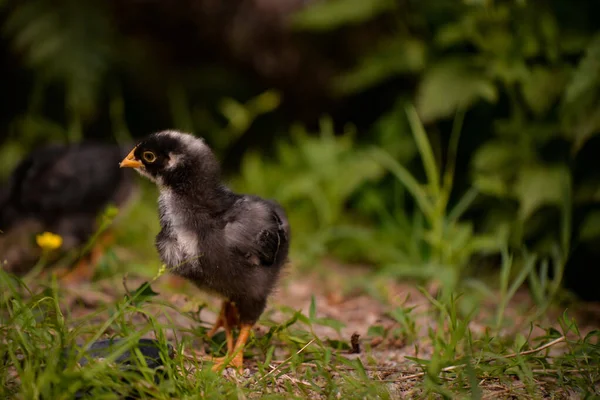 Selective Focus Shot Chick Farm — Stockfoto