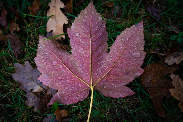 Closeup Shot Colorful Autumn Leaves Grass Surface — Stock Photo, Image