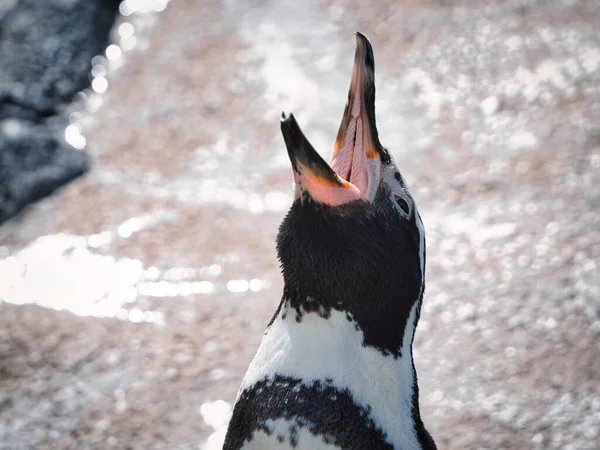 Closeup Shot Humboldt Penguin Zoo Kansas City Missouri — Foto de Stock