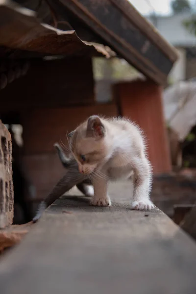 一只蓝眼睛猫咪在模糊的背景上的垂直镜头 — 图库照片