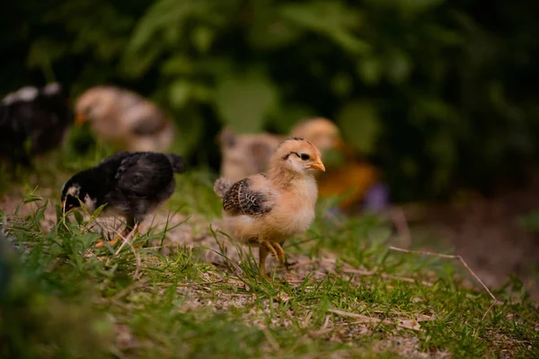 农场里小鸡的选择性聚焦镜头 — 图库照片