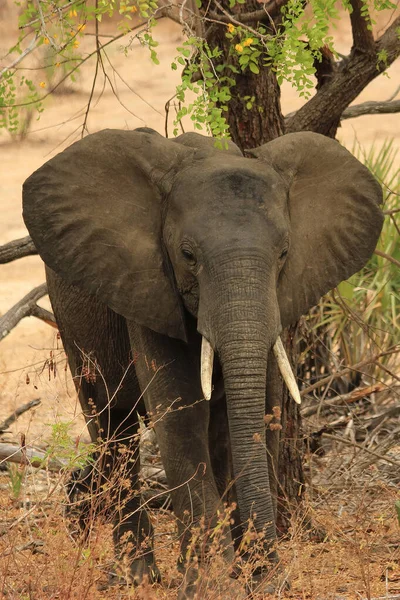 Elefante Safári Tanzânia Selous Game Reserve Dia Ensolarado — Fotografia de Stock