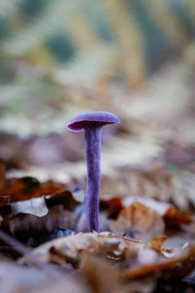 Vertical Shot Mushroom Growing Forest — Stockfoto